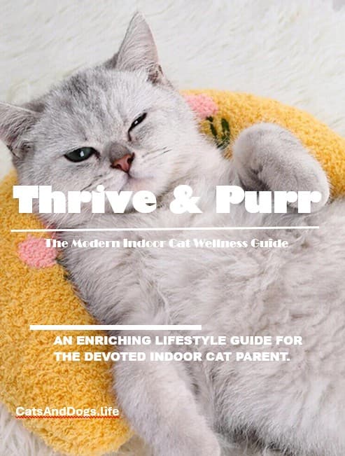 Thrive & Purr: The Modern Indoor Cat Wellness Guide
